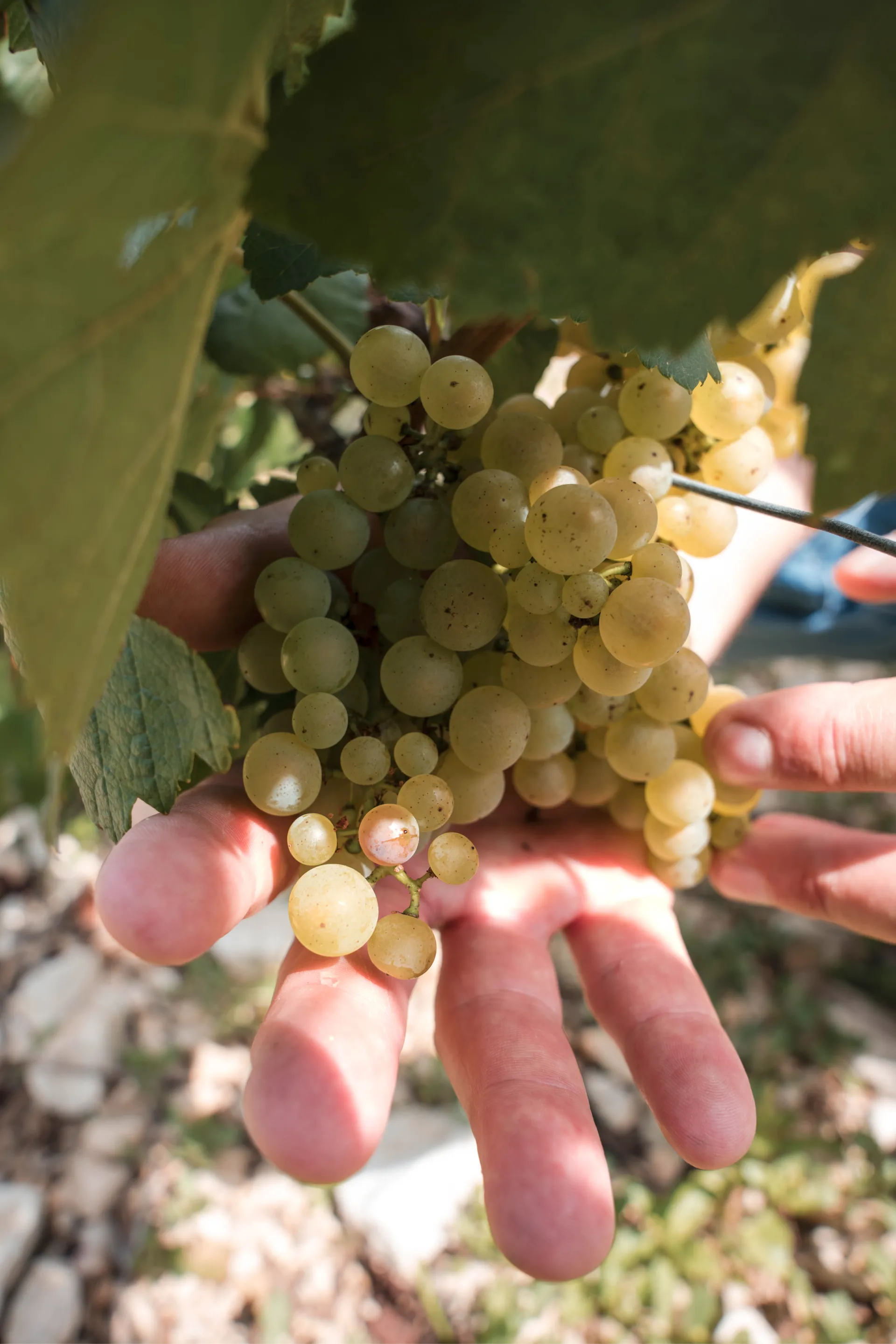 Vignoble du Domaine Charles Hugot